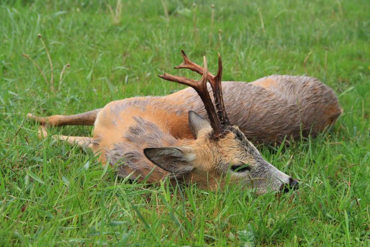 őzbak vadászat, Cigánd